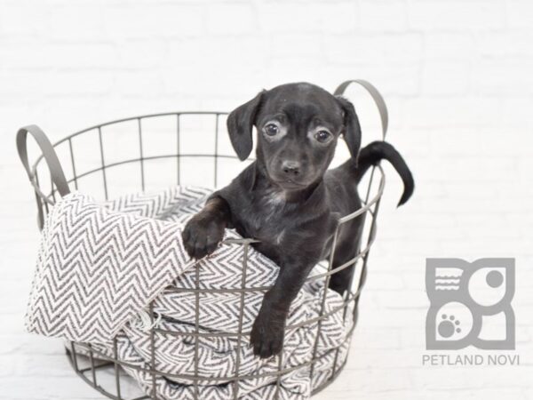 Chiweenie-DOG-Female-BLK WH-33882-Petland Novi, Michigan