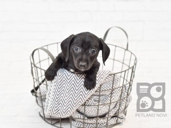 Chiweenie-DOG-Male-BLK-33883-Petland Novi, Michigan