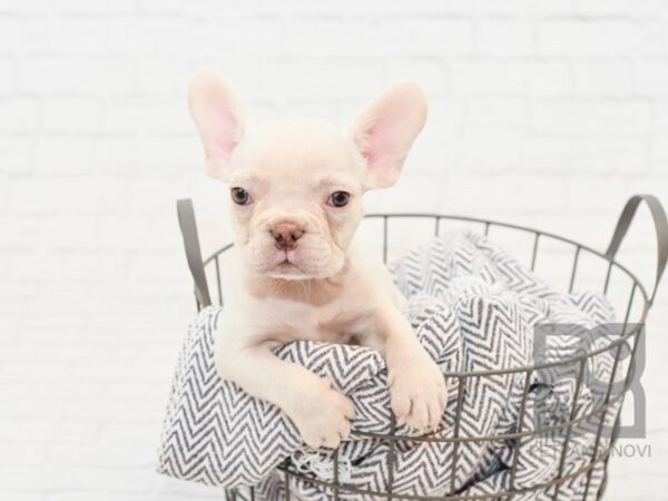 French Bulldog-DOG-Male-CREAM-33884-Petland Novi, Michigan