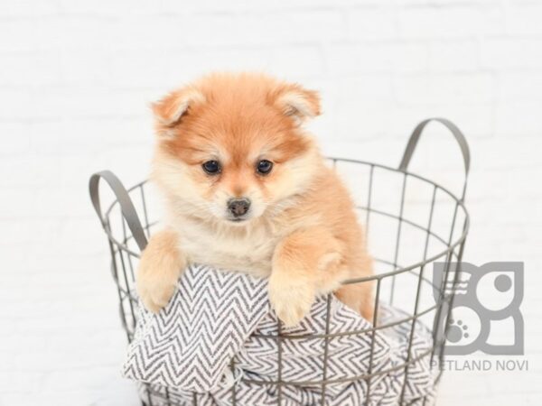 Pomeranian DOG Female Sable 33885 Petland Novi, Michigan