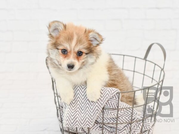 Pomeranian-DOG-Female-Tri-33886-Petland Novi, Michigan