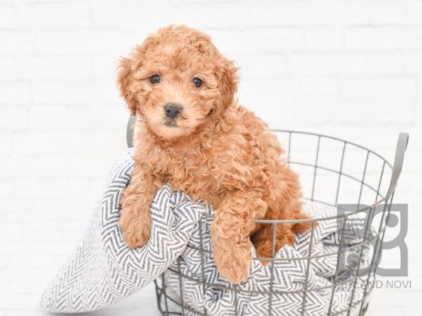 F2 MINI GOLDENDOODLE DOG Male Red 33887 Petland Novi, Michigan