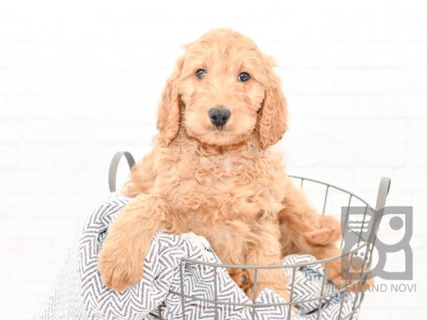 IrishDoodle-DOG-Male-Red-33888-Petland Novi, Michigan