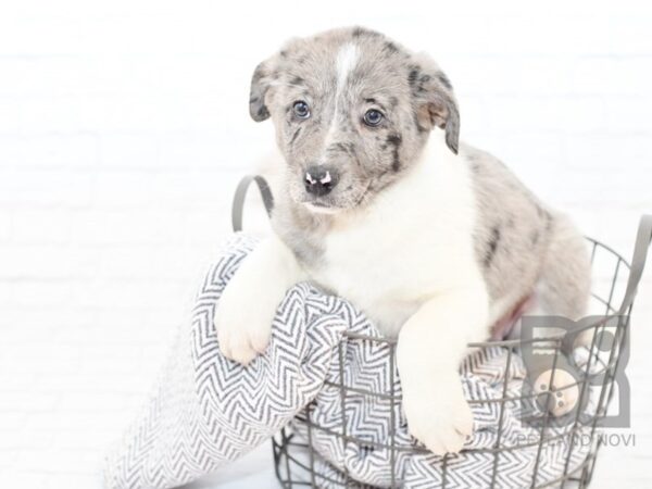 German Shepherd / Border Collie DOG Female Blue Merle 33889 Petland Novi, Michigan