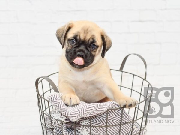 Mini Bulldog DOG Male fawn 33890 Petland Novi, Michigan