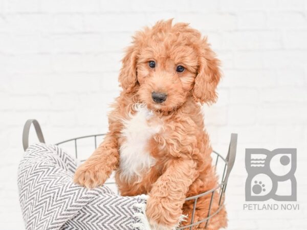 F2 MINI GOLDENDOODLE-DOG-Male-Red-33906-Petland Novi, Michigan