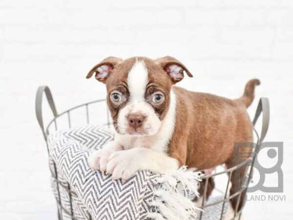 Boston Terrier DOG Male Chocolate / White 33891 Petland Novi, Michigan