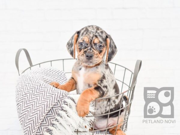 Pug/Beagle DOG Female Blue Merle 33892 Petland Novi, Michigan