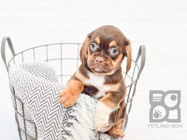 Pug/Beagle-DOG-Female-Chocolate / Tan-33893-Petland Novi, Michigan