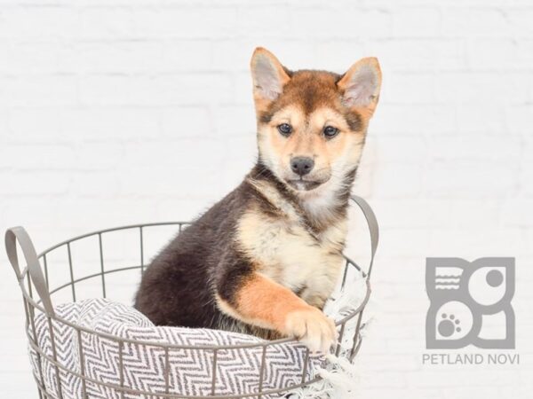 Shiba Inu-DOG-Male-Tri-33894-Petland Novi, Michigan