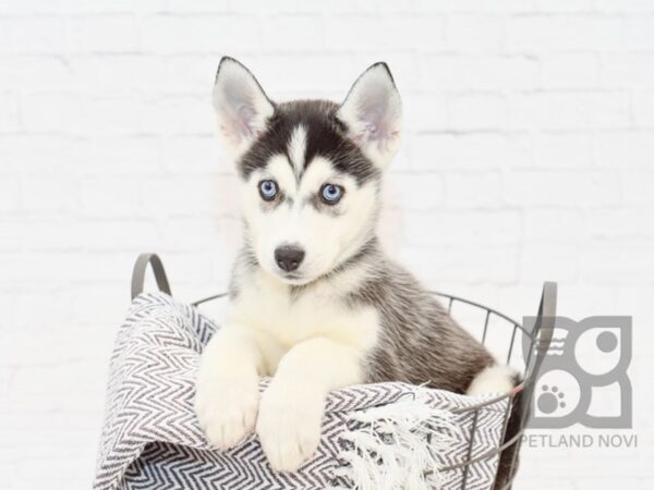 Siberian Husky-DOG-Female-Black & White-33895-Petland Novi, Michigan