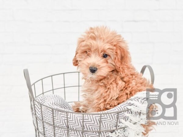 F2 MINI GOLDENDOODLE DOG Male Red & White 33896 Petland Novi, Michigan