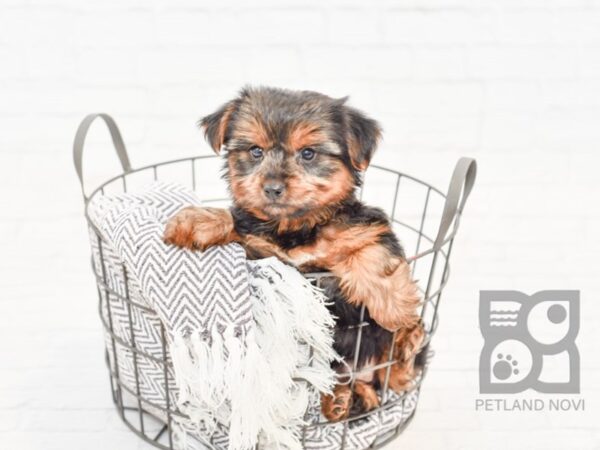 Yorkshire Terrier DOG Female BLACK TAN 33898 Petland Novi, Michigan