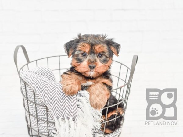 Yorkshire Terrier DOG Male BLACK TAN 33899 Petland Novi, Michigan