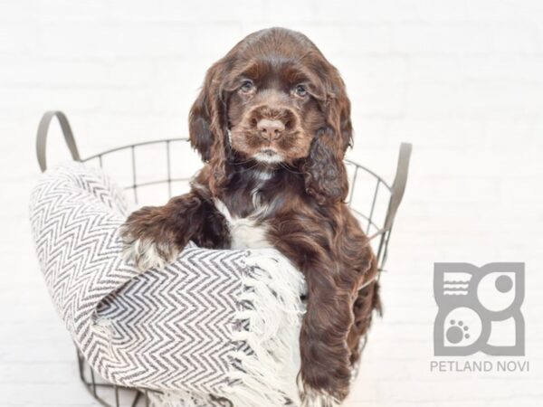 Cocker Spaniel DOG Female Choc 33900 Petland Novi, Michigan