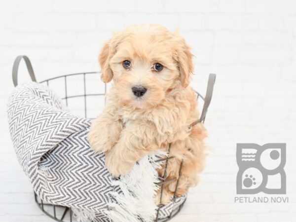 Cavachon DOG Male BLENHEIM 33901 Petland Novi, Michigan