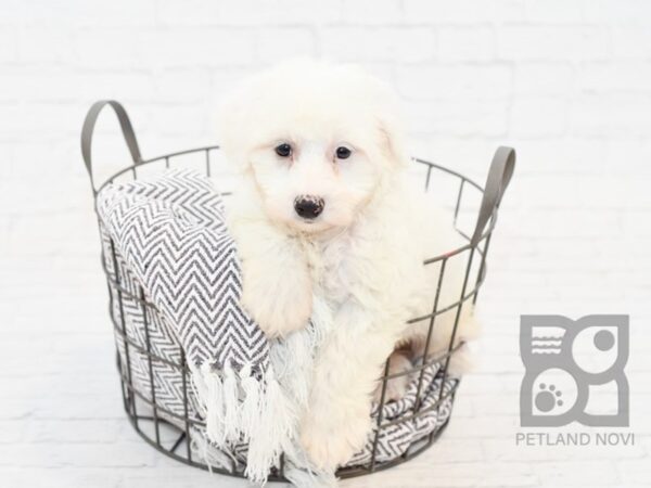 Havachon-DOG-Male-WHITE-33902-Petland Novi, Michigan