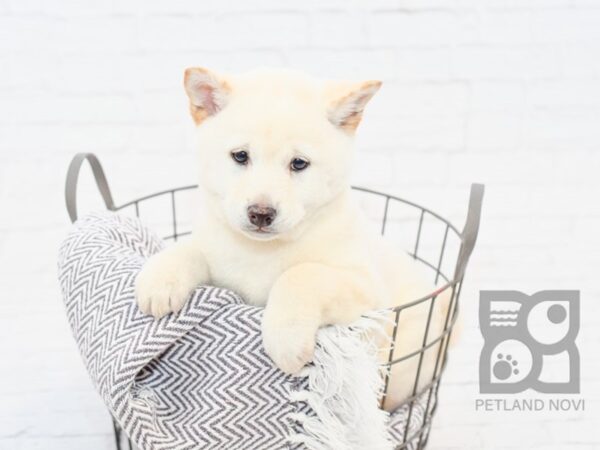 Shiba Inu DOG Male Cream 33903 Petland Novi, Michigan