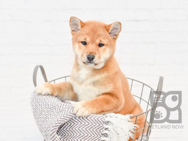 Shiba Inu DOG Female Sesame 33904 Petland Novi, Michigan