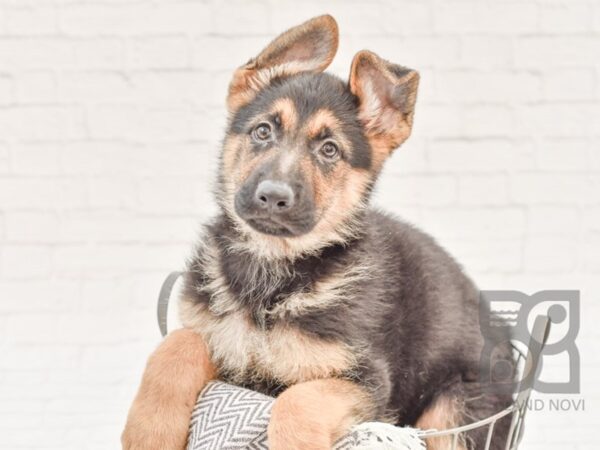 German Shepherd DOG Male black tan 33905 Petland Novi, Michigan