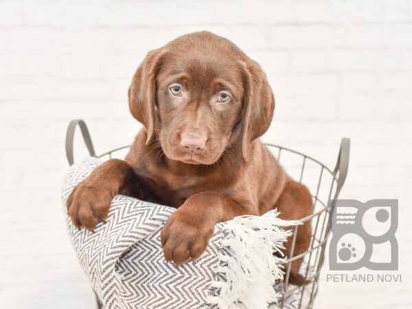 Labrador Retriever DOG Female choc 33907 Petland Novi, Michigan