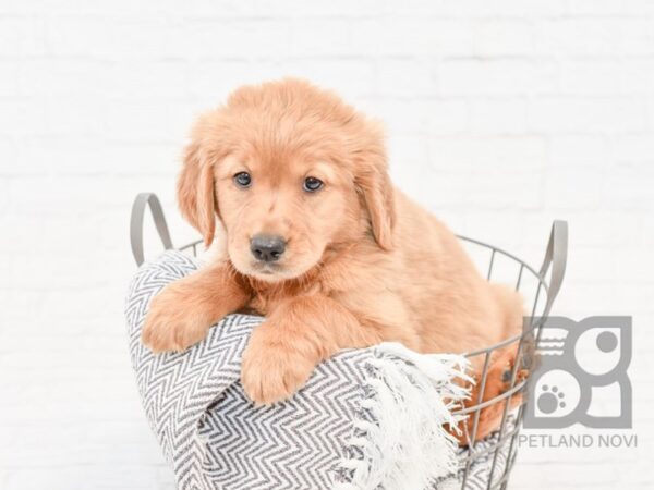 Golden Retriever-DOG-Male-Gold-33908-Petland Novi, Michigan