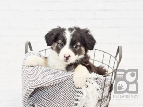 Aussiemo DOG Female Black Tri 33910 Petland Novi, Michigan