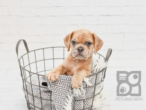 Puggle DOG Male Fawn Merle 33911 Petland Novi, Michigan