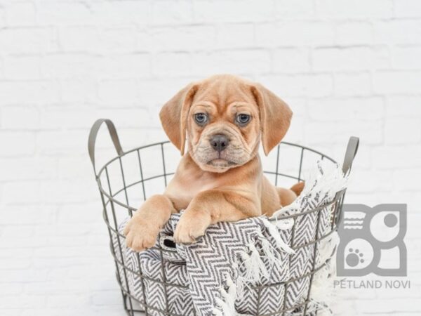 Puggle-DOG-Male-Lilac-33912-Petland Novi, Michigan