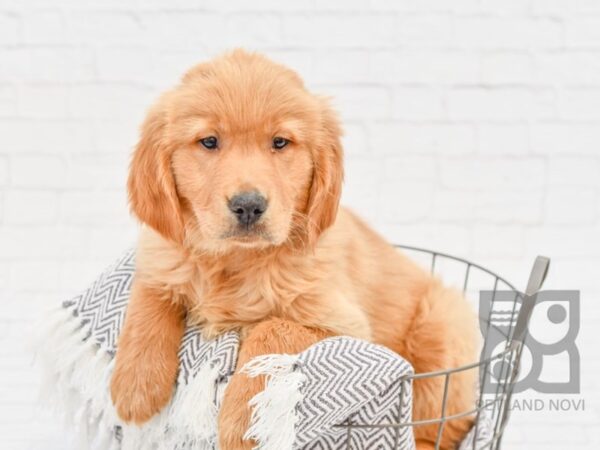 Golden Retriever-DOG-Male-Golden-33913-Petland Novi, Michigan