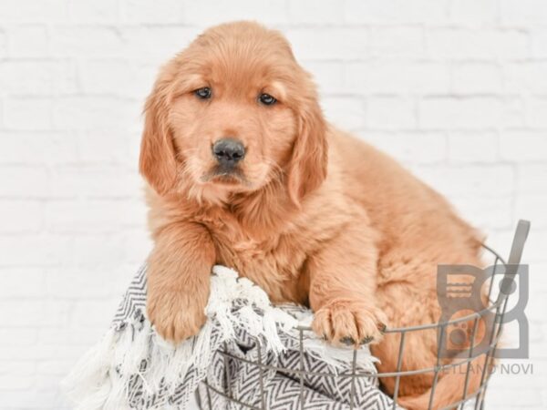 Golden Retriever-DOG-Male-Golden-33914-Petland Novi, Michigan