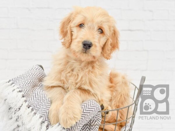 Goldendoodle DOG Female golden 33915 Petland Novi, Michigan