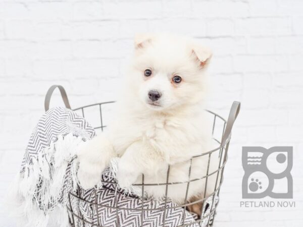 American Eskimo DOG Male WHITE 33916 Petland Novi, Michigan