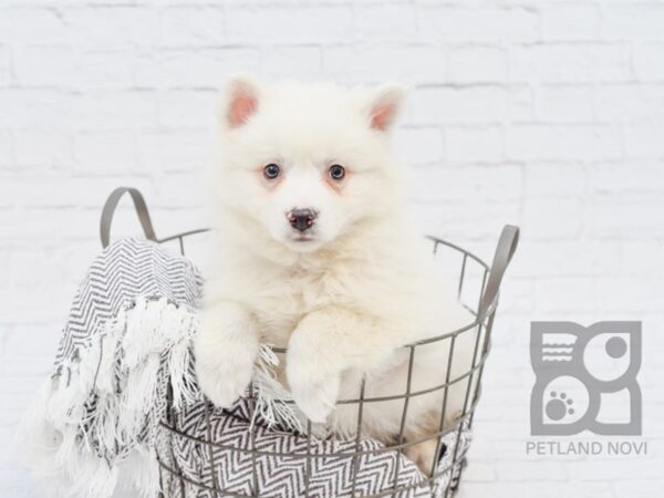 American Eskimo DOG Male WHITE 33917 Petland Novi, Michigan