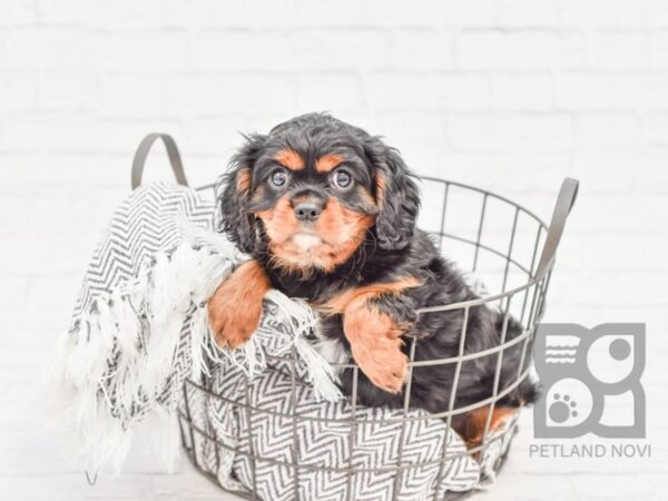 Cavalier King Charles Spaniel DOG Male BLK TAN 33918 Petland Novi, Michigan