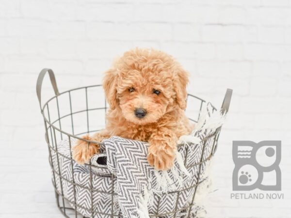 Miniature Poodle-DOG-Female-APRICOT-33919-Petland Novi, Michigan