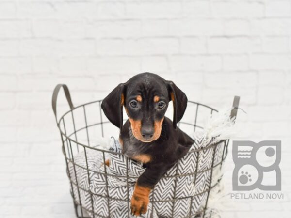 Dachshund-DOG-Male-Black & Tan-33920-Petland Novi, Michigan