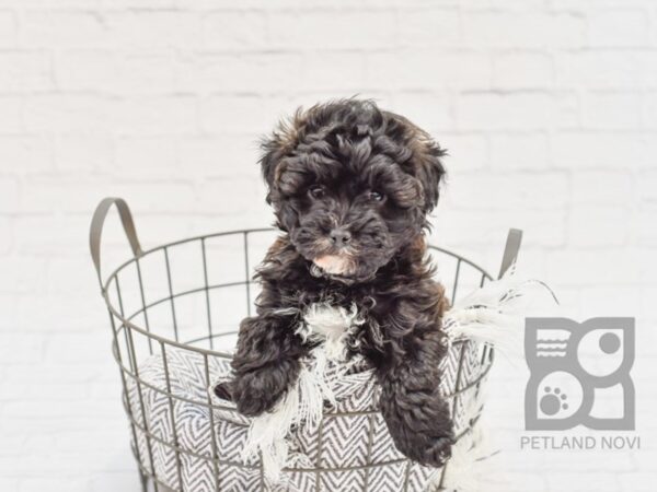 Lhasa Poo DOG Male Black 33921 Petland Novi, Michigan