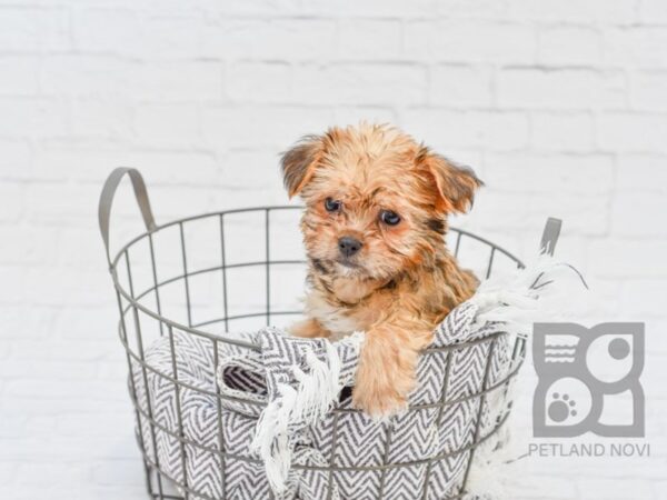 Shorkie DOG Male BRINDLE 33922 Petland Novi, Michigan