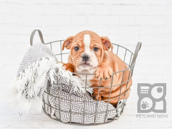 Free Lance Bulldog-DOG-Male-BROWN WH-33923-Petland Novi, Michigan