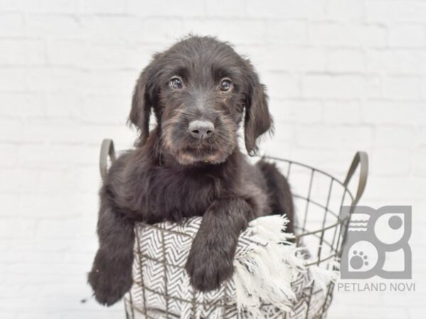 Sheepdoodle/lab-DOG-Male-Black-33924-Petland Novi, Michigan