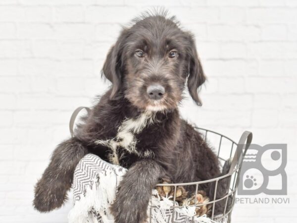 Sheepdoodle/lab DOG Female Black 33925 Petland Novi, Michigan