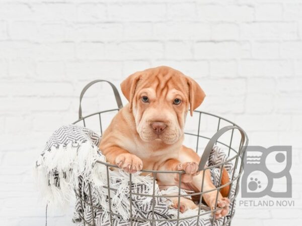 Mini Walrus-DOG-Female-Red-33926-Petland Novi, Michigan