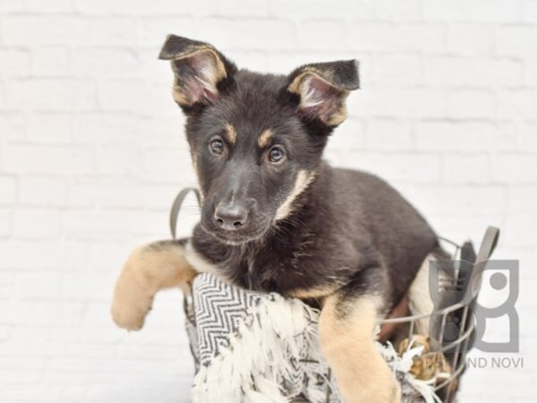 German Shepherd Dog DOG Male Black / Tan 33927 Petland Novi, Michigan