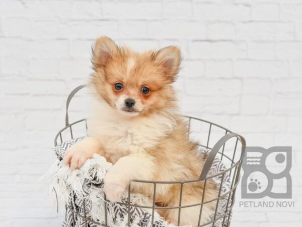 Pomeranian DOG Male Sable / White 33928 Petland Novi, Michigan