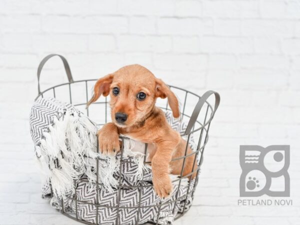 Chiweenie-DOG-Male-Red-33929-Petland Novi, Michigan