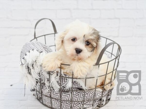 Teddy Bear-DOG-Male-Sable / White-33930-Petland Novi, Michigan
