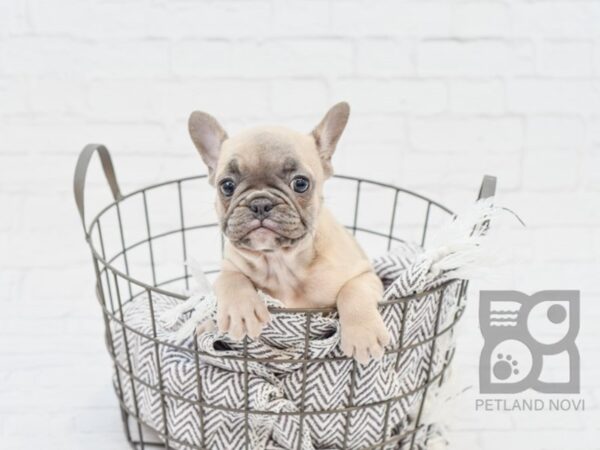 French Bulldog-DOG-Male-Blue Fawn-33931-Petland Novi, Michigan