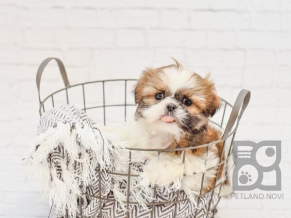 Shih Tzu-DOG-Male-Gold & White-33932-Petland Novi, Michigan