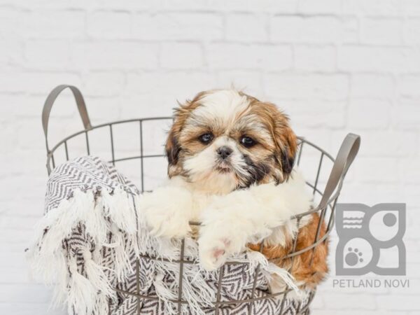 Shih Tzu-DOG-Female-Gold & White-33933-Petland Novi, Michigan